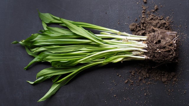 baerlauch-ist-kein-kraut-so-ist-die-richtige-bezei-cc0-unsplash-anna-voss-250401 Bärlauch ist kein Kraut? So ist die richtige Bezeichnung