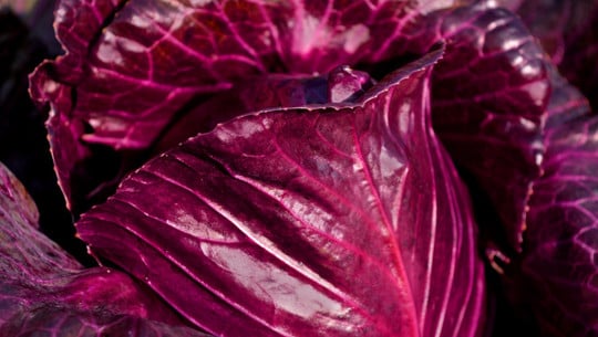 rotkohl-einfrieren-cc0-pixabay-neelam279-200813 Rotkohl einfrieren
