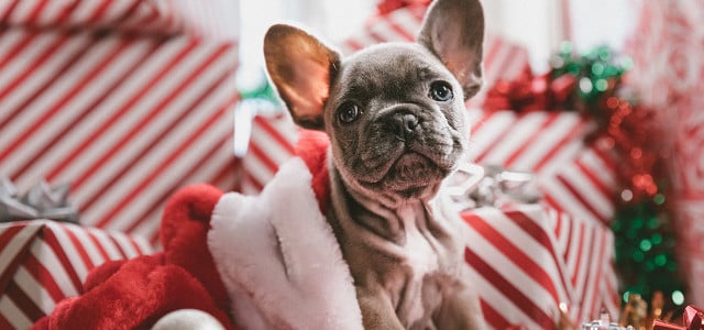 Tiere sind nur ganz bedingt ein Weihnachtsgeschenk.
