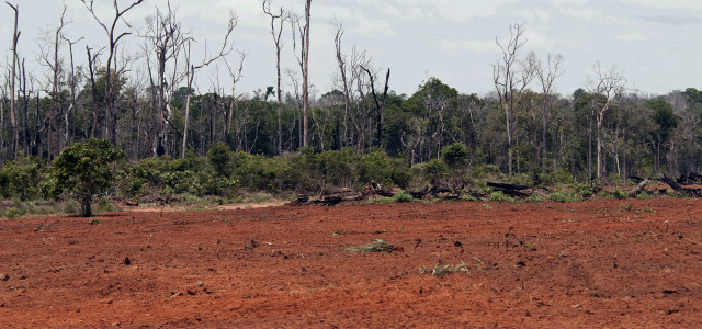 Aufgedeckt: Regenwaldabholzung für Soja als Futtermittel