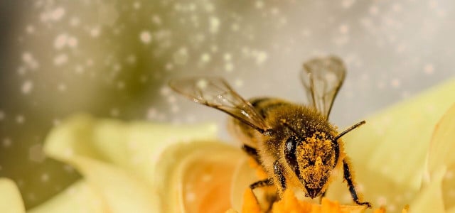pollenflugkalender 2022