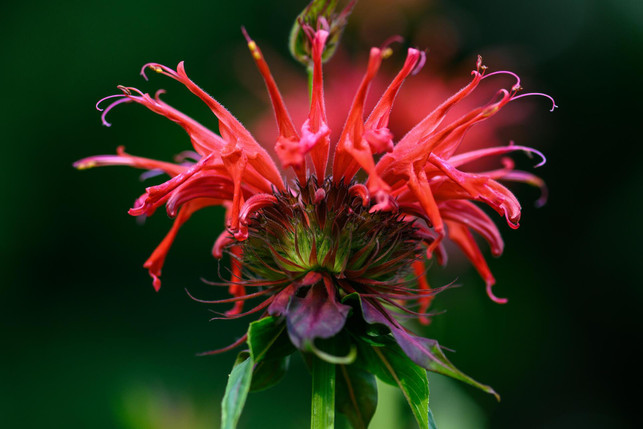 die-goldmelisse-oder-wilde-bergamotte-bildet-schne-cc0--pixabay--fotoblend-250504_download Die Goldmelisse oder wilde Bergamotte bildet schnell prächtige Blütenteppiche.