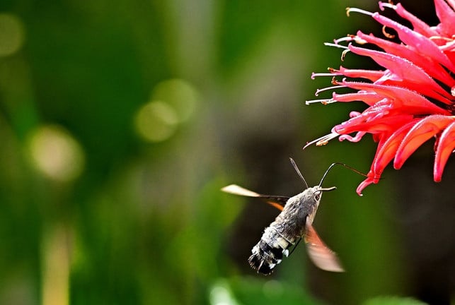 die-indianernessel-ist-eine-gute-nahrungsquelle-fue-cc0-pixabay-jggrz-200930_download Die Goldmelisse ist eine gute Nahrungsquelle für Insekten.