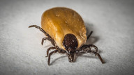 coconut-oil-also-keeps-ticks-away-cc0-pixabay-nicooografie-181219_download Coconut oil also keeps ticks away.