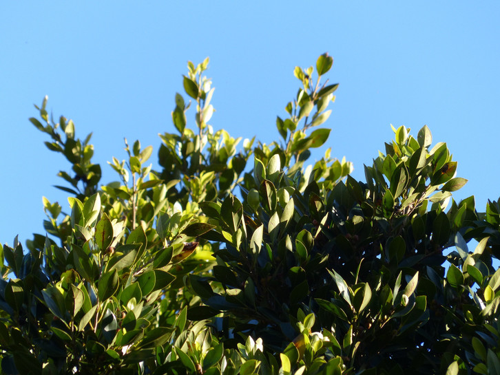 Laurel is said to have positive health effects.