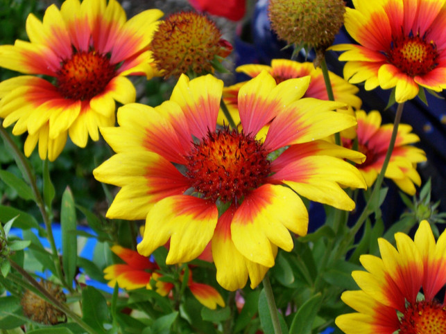 das-maedchenauge-kannst-du-auch-im-juli-noch-anpfla-cc0--pixabay--5994763-250731_download Das Mädchenauge kannst du auch im Juli noch anpflanzen.