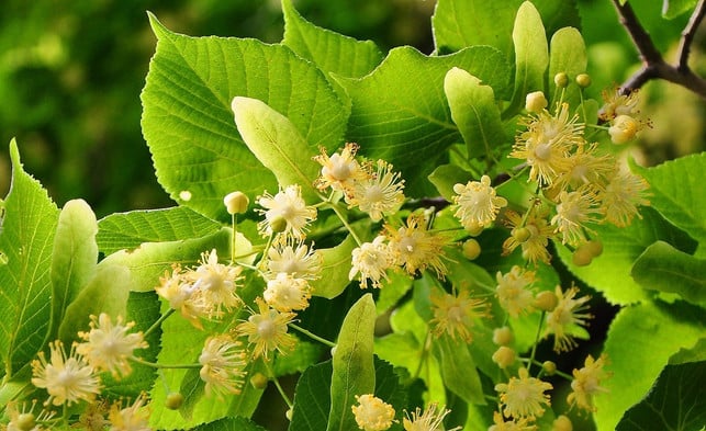 lindenknospen-gelten-in-der-naturheilkunde-als-bew-cc0-pixabay-szjeno09190-221210_download Lindenknospen gelten in der Naturheilkunde als bewährtes Mittel.