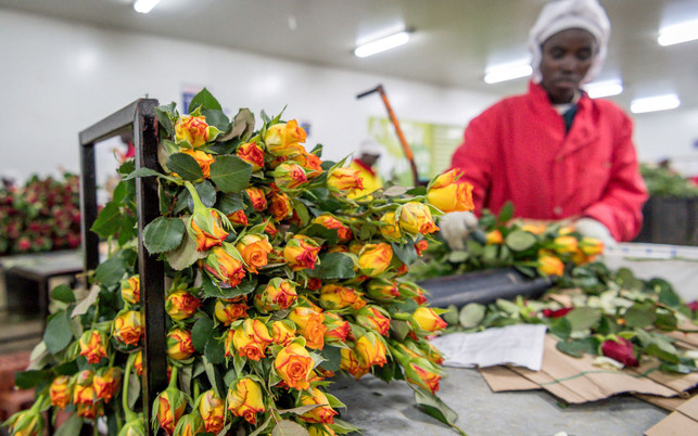 04_Rose_c_Remo_Naegeli_Fairtrade_1280x800_web Fairtrade Rosen