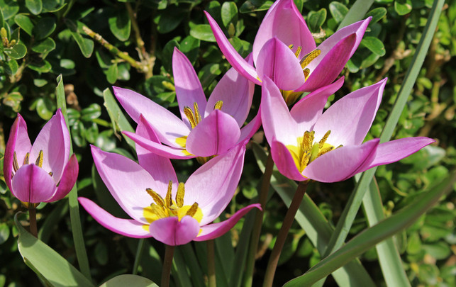 tulpen-nachhaltig-wildtulpen-pb-KRiemer-230208-1920x1209 Darf man im Februar Tulpen kaufen?