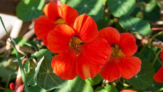 kapuzinerkresse-essen-cc0-pixabay-corgaasbeek-210426 Kapuzinerkresse essen