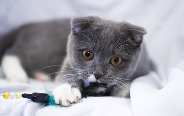 Auch Taylor Swift hat eine: Bei diesen Katzen handelt es sich um Qualzuchten Qualzucht Katze