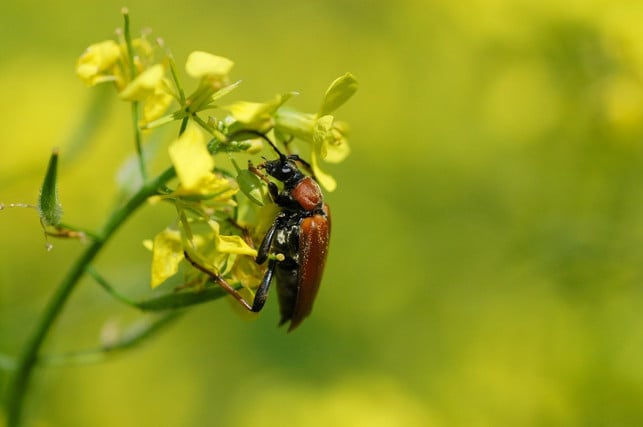 der-drahtwurm-ist-die-larve-des-schnellkaefers-der-cc0-pixabay-maria-anne-200106_download Der Drahtwurm ist die Larve des Schnellkäfers, der an sich keine Gefahr für deinen Garten darstellt.