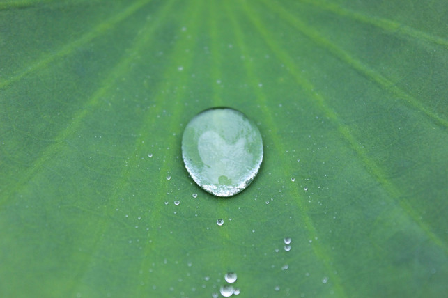 kapokfasern-haben-eine-wasserabweisende-wachsschic-cc0-pixabay-podk-180923_download Kapokfasern haben eine wasserabweisende Wachsschicht.