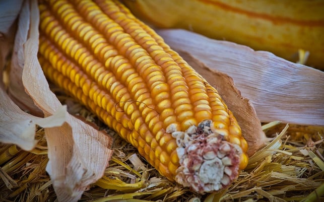 mais-enthaelt-neben-kalorien-auch-noch-viele-weiter-cc0-pixabay-9883074-190709_download Mais enthält neben Kalorien auch viele Mineralstoffe und Vitamine.
