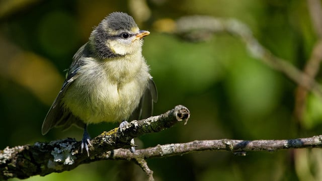 jungvoegel-schuetzen-pb Brutzeit im Garten: Wie du Vögel vor Katzen schützt