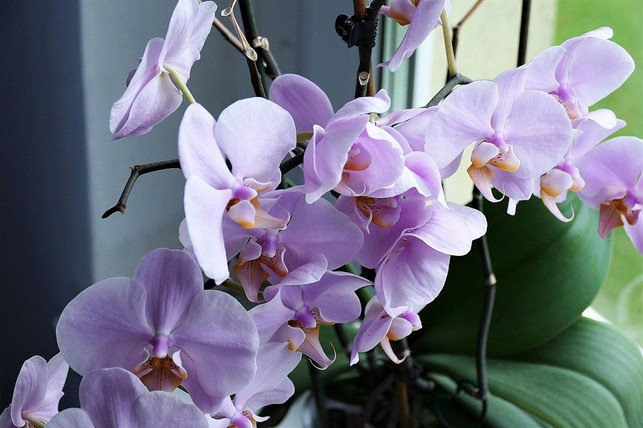 cc0-pixabay-hoerwin56-orchideen-moegen-es-hell-wollen-aber-nicht-von-de-171017_download CC0/ Pixabay/ HOerwin56