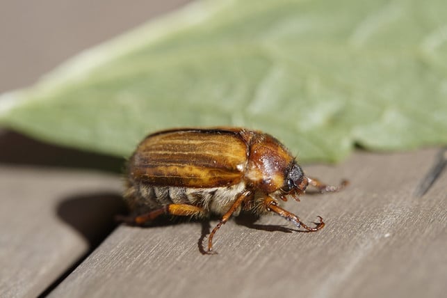 der-junikaefer-ist-heller-kleiner-und-hat-keine-we-cc0-pixabay-efraimstochter-240618_download Der Junikäfer ist heller, kleiner und hat keine weiße Zacken.