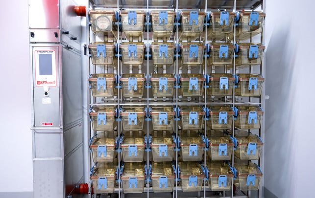 Alternativen zu Tierversuchen: Welche es gibt und warum die Forschung weiter auf Tiere setzt Tierversuche Alternativen