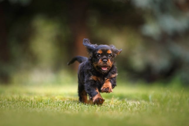 hunde-koennen-sich-durch-waschbaerkot-im-garten-mit-cc0-pixabay-nana_amigo_canino-250114_download Hunde können sich durch Waschbärkot im Garten mit Parasiten infizieren.