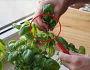 Basilikum solltest du zum ernten mit einem Messer schneiden statt die Blätter abzuzupfen.