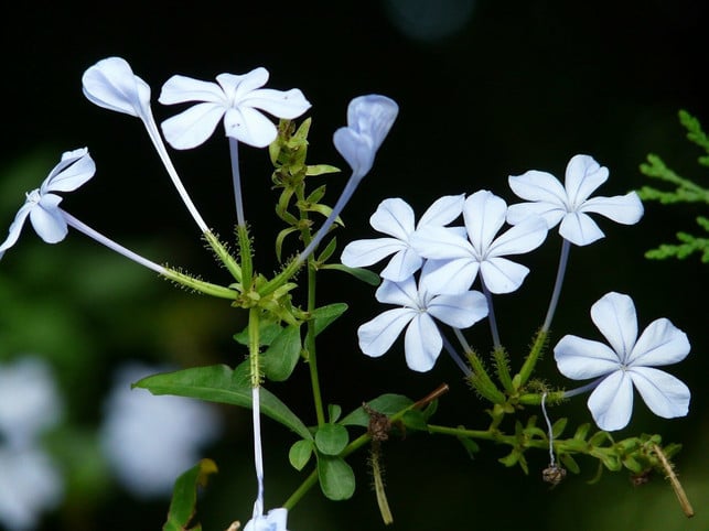 bleiwurz-kannst-durch-teilen-oder-mit-stecklingen-cc0-pixabay-hans-211006_download Bleiwurz kannst durch Teilen oder mit Stecklingen vermehren.