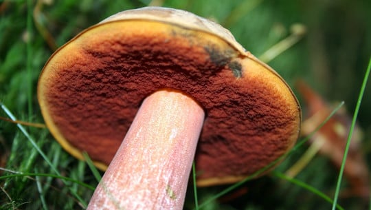 hexenroehrling-essbar-cc0--pixabay--celticgarden-250913 Hexenröhrling essbar