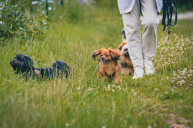 spaziergaenge-koennen-nicht-durch-einen-garten-erset-cc0-pixabay-alexas_fotos-230517_download Spaziergänge können nicht durch einen Garten ersetzt werden.