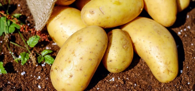 Kartoffeln gesund