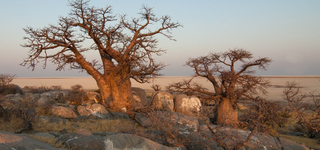 Baobab-Produkte