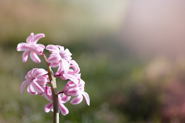 von-blau-ueber-rosa-und-violett-bis-hin-zu-weiss-hy-cc0-pixabay-pezibear-190310_download Von Blau über Rosa und Violett bis hin zu Weiß: Hyazinthen blühen in vielen Farben.
