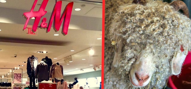 H&M verkauft doch wieder Produkte aus Mohairwolle