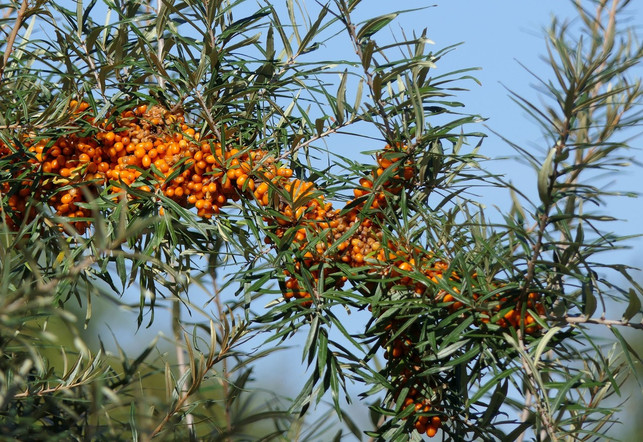 im-sanddorn-steckt-vitamin-c-das-zur-bildung-von-cc0pixabayuschi_du-210704_download Im Sanddorn steckt Vitamin C, das zur Bildung von Kollagen wichtig ist.