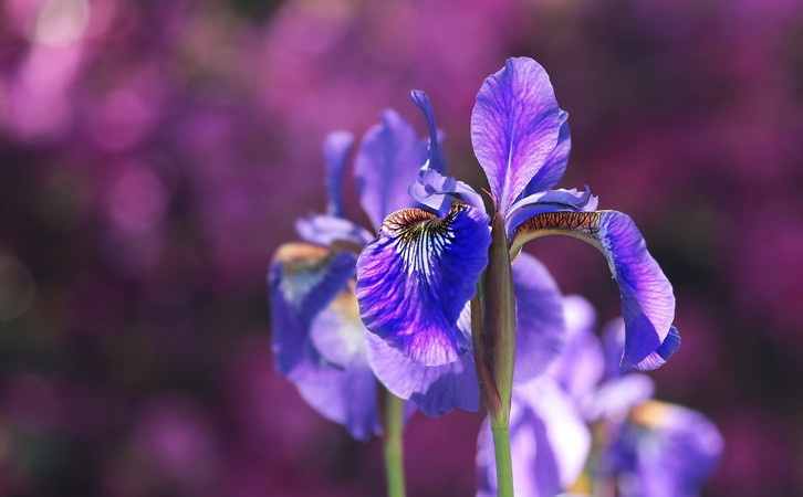 Iris pflanzen: Zeitpunkt, Boden und Pflege - Utopia.de