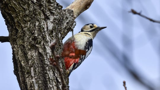 specht-cc0-pixabay-12252435-230208 Specht