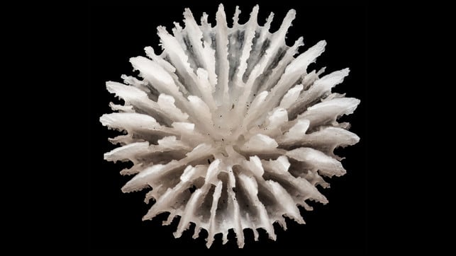 Neu entdecktes Tiefseewesen schon jetzt akut bedroht: "Riskieren die Auslöschung einer ganzen Art" Weißes, stacheliges, kugelförmiges Objekt mit unregelmäßigen, gezackten Spitzen, das vor schwarzem Hintergrund abgebildet ist. Es erinnert an eine Koralle oder ein Meeresorganismus-Skelett.