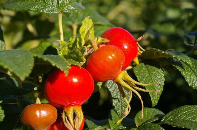 die-fruechte-der-kartoffelrose-sind-ein-beliebter-s-cc0-pixabay-kriemer-181125_download Die Früchte der Kartoffelrose sind ein beliebter Snack bei Vögeln.