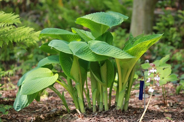 hosta-pflanzen-gelingt-im-beet-oder-im-kuebel-cc0-pixabay-jangdongchul-211012_download Hosta zu pflanzen gelingt im Beet oder im Kübel.