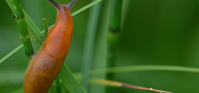 nacktschnecken pflanzen