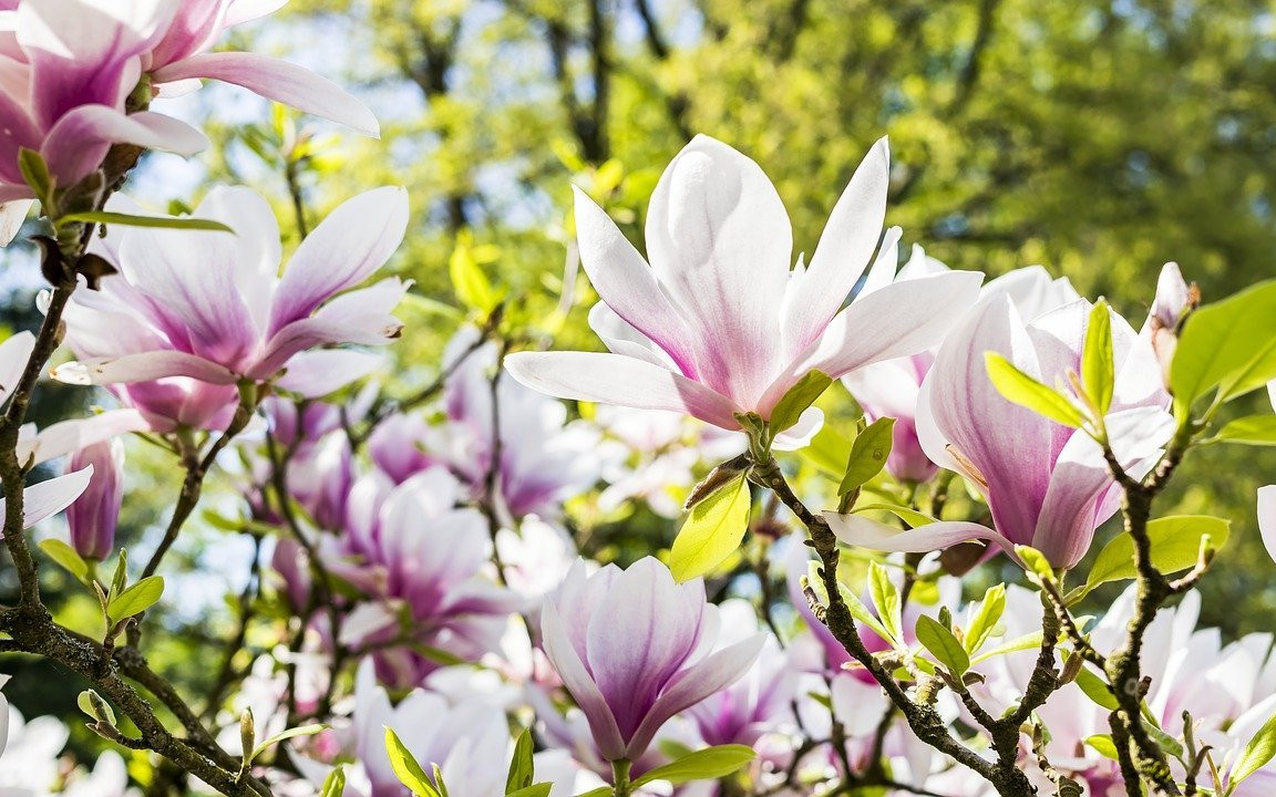 Magnolie schneiden: Darauf kommt es an - Utopia.de