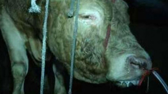 rinder-quaelerei-wasser-vollpumpen-s-weibo-181128-1280x600 Besonders kranker Fall von Tiermisshandlung: Rinder durch Nasenlöcher mit literweise Wasser vollgepumpt