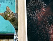 Silvesterfeuerwerk: Für Katze, Hund und Co. bedeutet es Stress