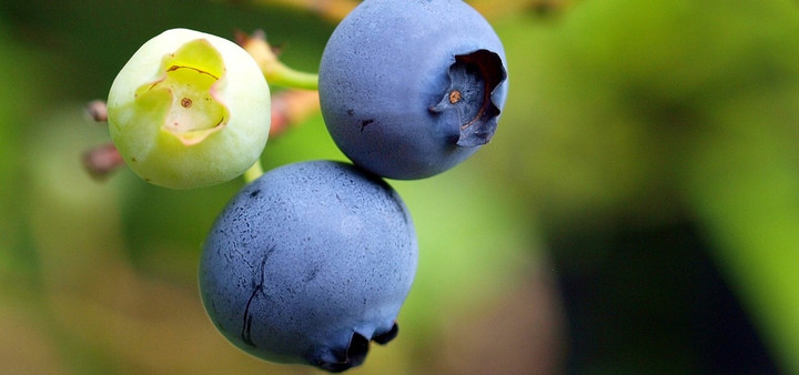 Fr eine reiche Ernte: Heidelbeeren unbedingt im Juni dngen - Utopia.de