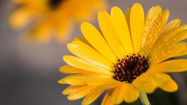 die-ringelblume-ist-nicht-ohne-grund-ein-klassiker-cc0--pixabay--impradip-250727_download Die Ringelblume ist nicht ohne Grund ein Klassiker im Beet. Und auch im Juli kannst du sie noch problemlos aussäen.