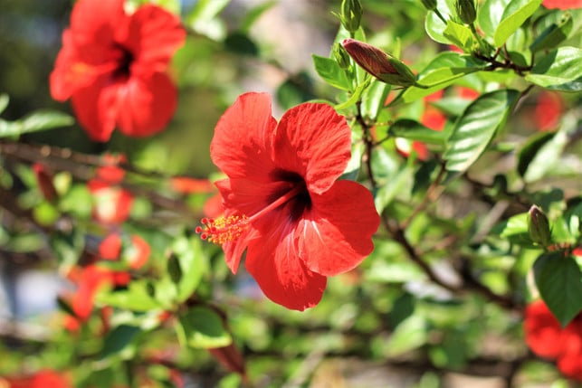 fuer-hibiskustee-verarbeitest-und-trocknest-du-nur-cc0-pixabay-sgrunden-250327_download Für Hibiskustee verarbeitest und trocknest du nur die Blütenkelche.