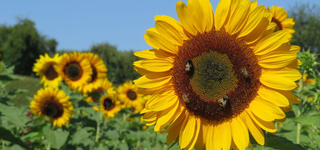 Sonnenblumen anpflanzen