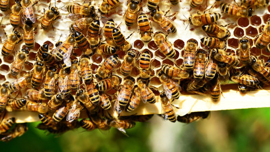 biene-bienenpatenschaft-cc0-pixabay-pollydot-180330 Biene bienenpatenschaft