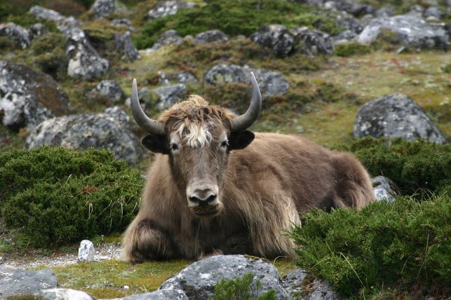 das-naturhaar-von-yak-und-kamel-stammt-meist-aus-d-cc0-pixabay-gozitano-180122_download Das Naturhaar von Yak und Kamel stammt meist aus der Mongolei.