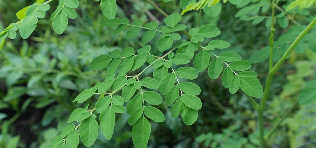 moringa-cc0-pixabay-iskandar63-180226 Moringa