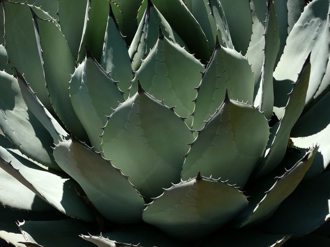 als-kuebel-oder-zimmerpflanze-eignet-sich-die-agav-cc0-pixabay-arttower-210114_download Als Kübel- oder Zimmerpflanze eignet sich die Agave am besten.