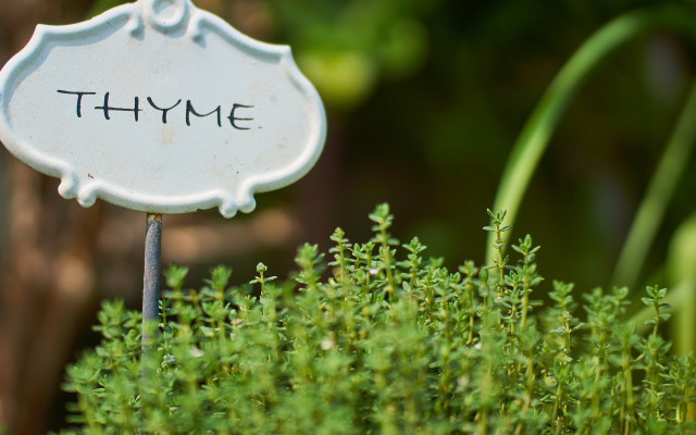 bienen-helfen-kraeuter-pb-cc0-170418-1280x800 Kräuter für Bienen